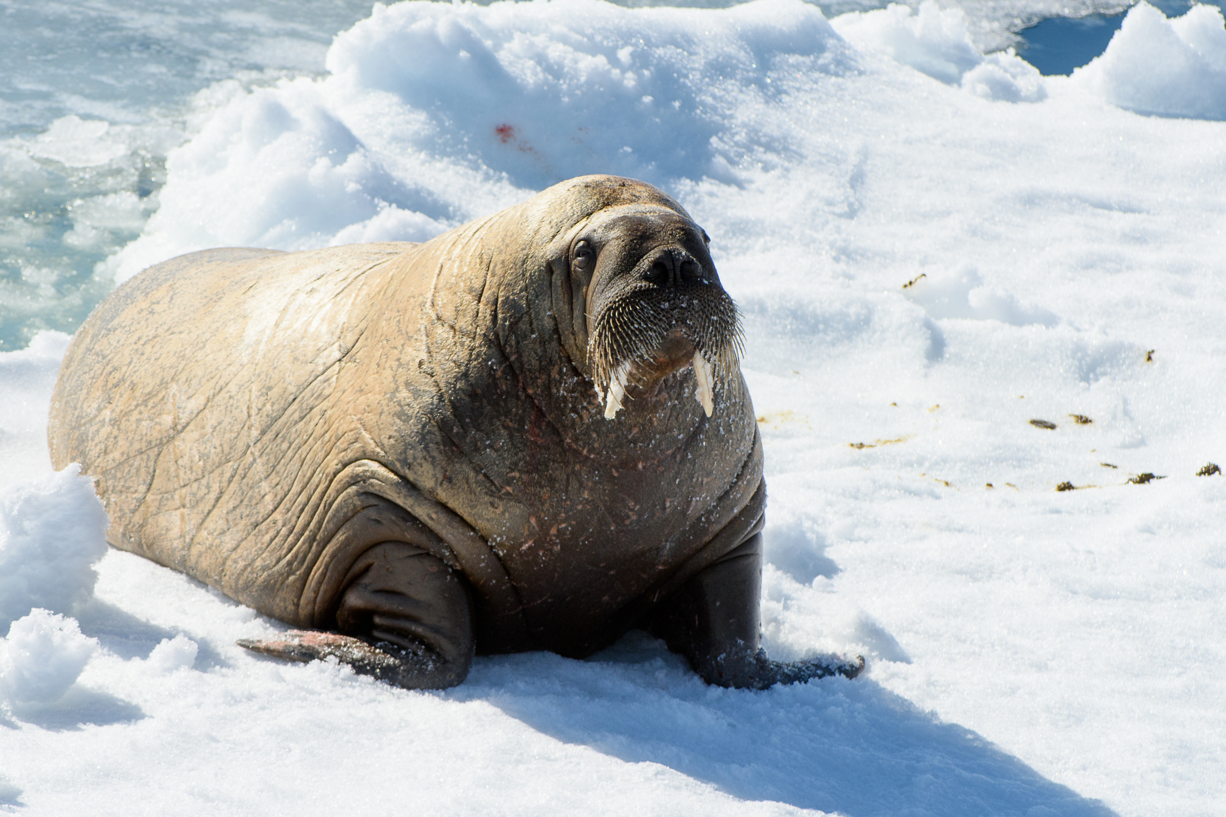 walrus island.webp